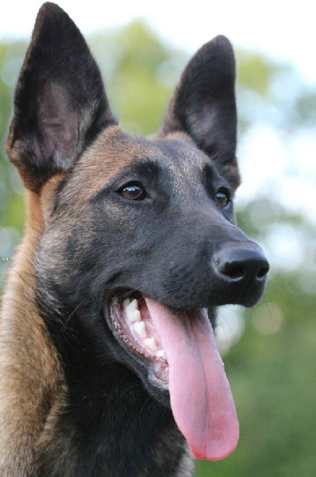 Born To Win Warrior - Disponibles chiots berger Malinois